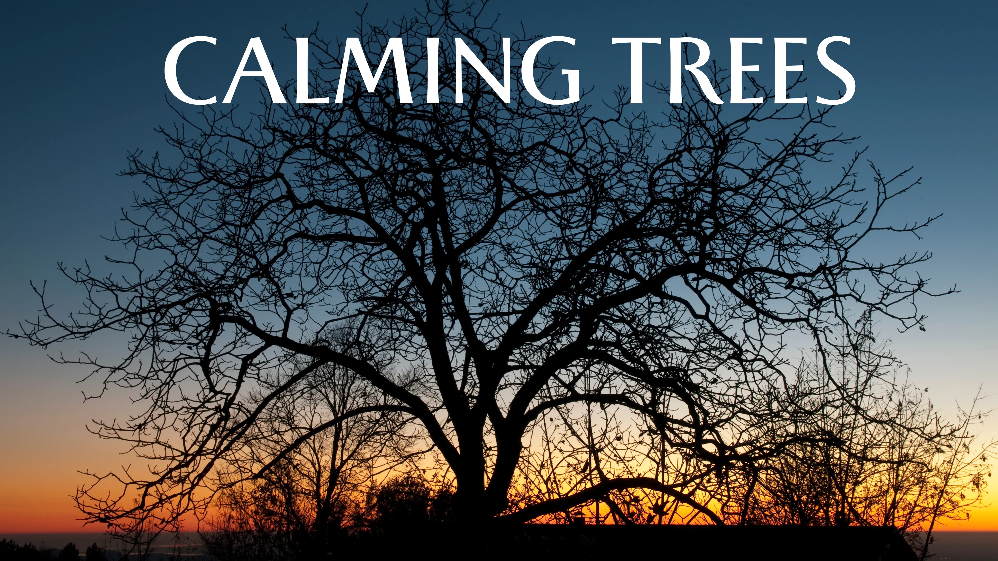 Calming trees poster